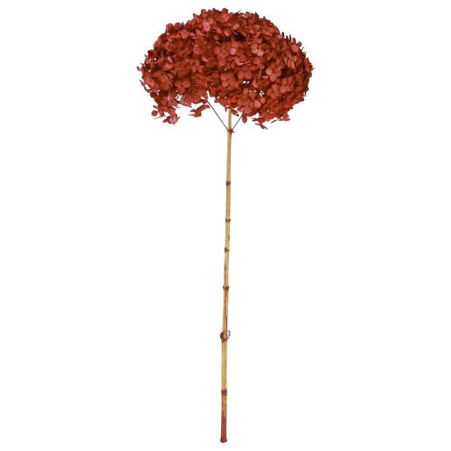 Floristik24 Fiori secchi stabilizzati di ortensia rossa Ø20cm L50-60cm