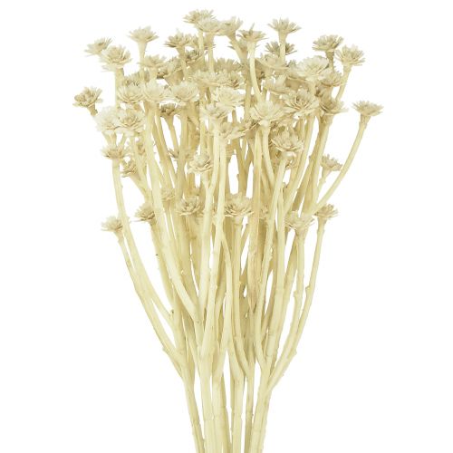Prodotto Erba di curry artificiale bianco beige L28 cm 12 pezzi 1 mazzo