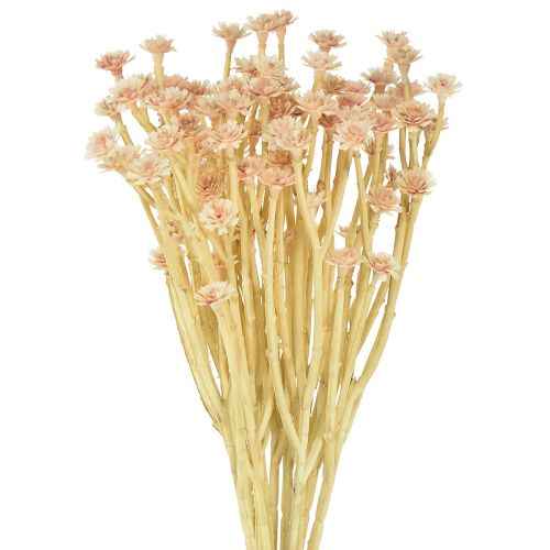 Floristik24 Fiori artificiali di fiori di paglia italiani rosa L28 cm