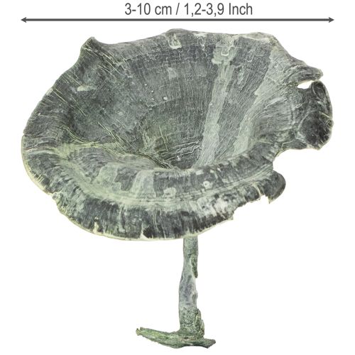 Prodotto Kalix Mushroom Green, White Washed 100 pezzi