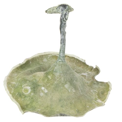 Prodotto Kalix Mushroom Green, White Washed 100 pezzi