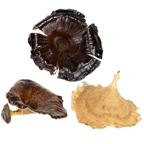 Floristik24 Kalix Mushroom Verniciato Naturale 100 pz