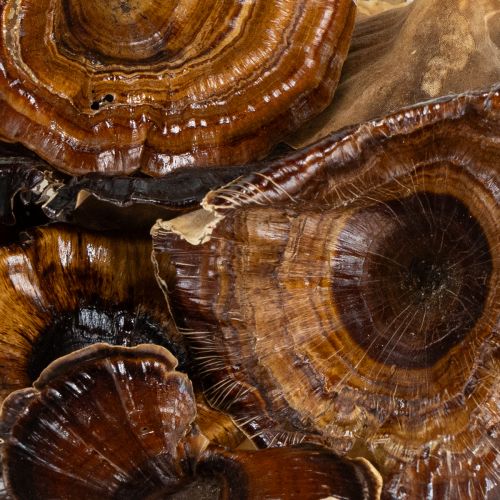 Prodotto Kalix Mushroom Verniciato Naturale 100 pz