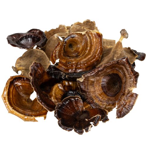 Prodotto Kalix Mushroom Verniciato Naturale 100 pz
