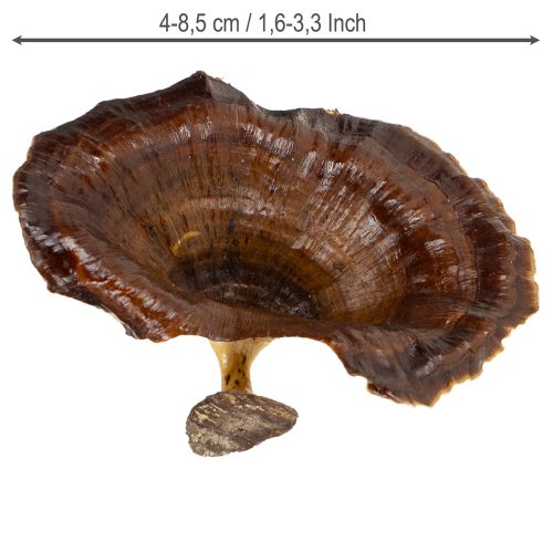 Prodotto Kalix Mushroom Verniciato Naturale 100 pz