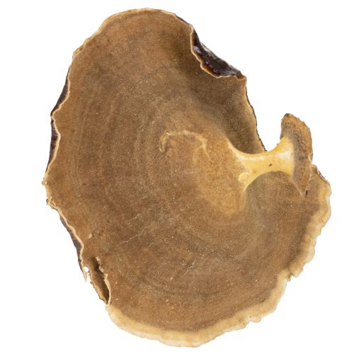 Prodotto Kalix Mushroom Verniciato Naturale 100 pz