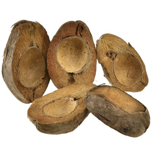 Floristik24 Cocco come ciotola per piante vaso per piante naturale 20 cm 5 pz