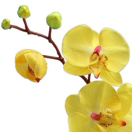 Floristik24 Orchidea artificiale gialla 68 cm