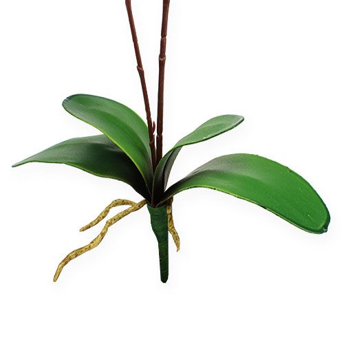 Floristik24 Decoro orchidea rossa 68cm