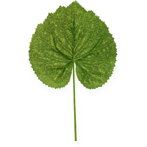 Floristik24 Foglie di piante decorative Galax L10cm L22cm 24 pezzi