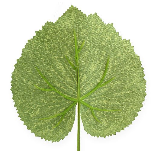 Floristik24 Foglie di piante decorative Galax L10cm L22cm 24 pezzi