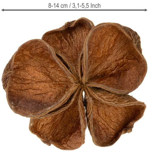 Prodotto Landlotus Nature 50 pz