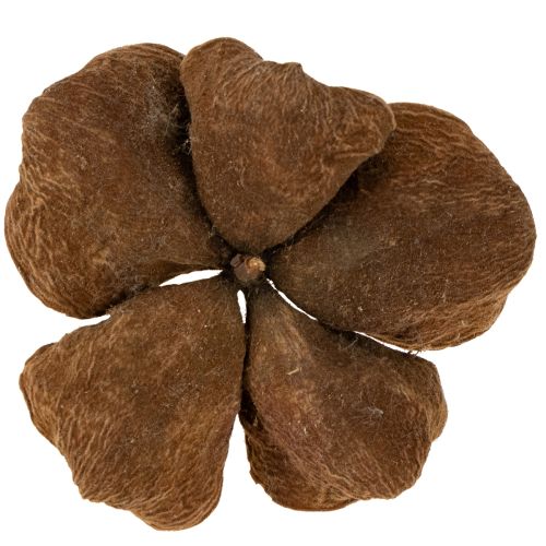 Prodotto Landlotus Nature 50 pz