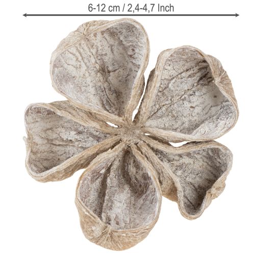Prodotto Landlotus sbiancato 6-12 cm 50 pezzi