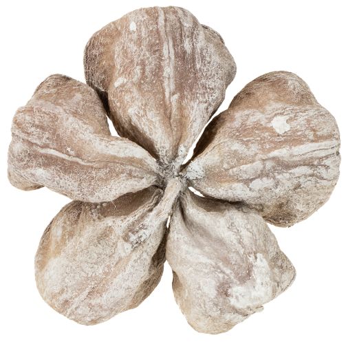 Landlotus sbiancato 6-12 cm 50 pezzi | Floristik24.it