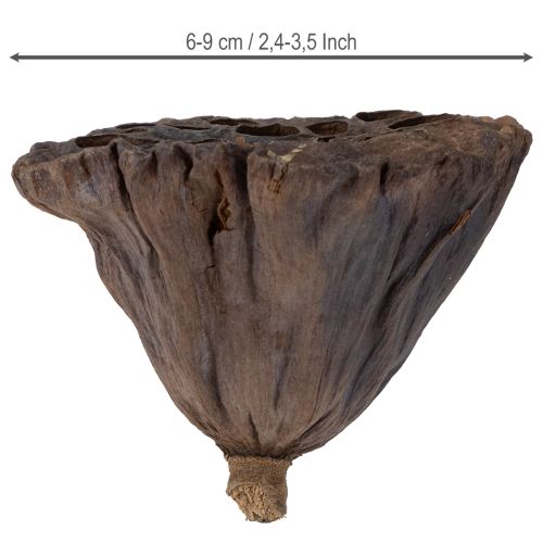 Prodotto Bulbo di loto grande 100 pezzi naturali