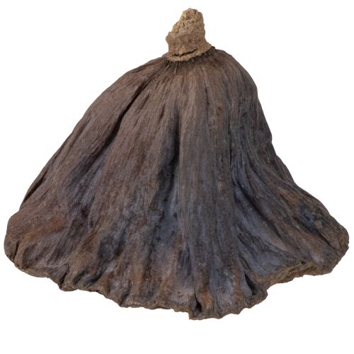 Prodotto Bulbo di loto grande 100 pezzi naturali