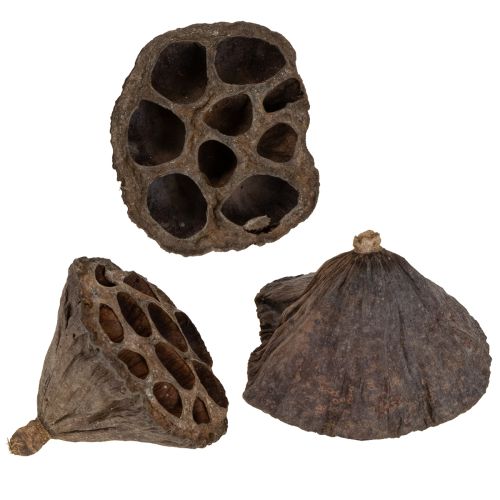 Floristik24 Bulbo di loto piccolo 100 pz. naturale