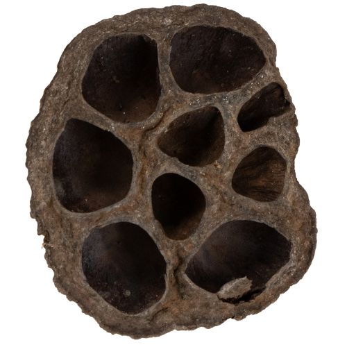 Prodotto Bulbo di loto piccolo 100 pz. naturale