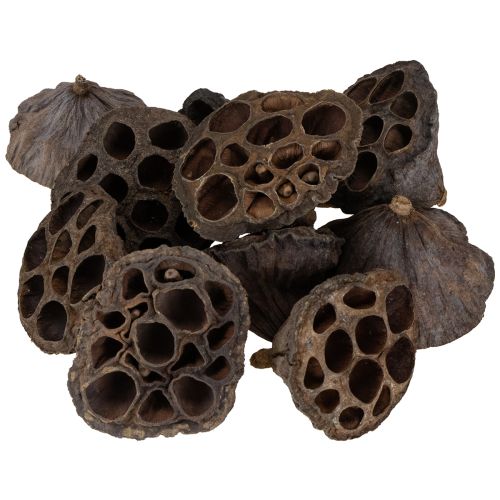 Prodotto Bulbo di loto piccolo 100 pz. naturale
