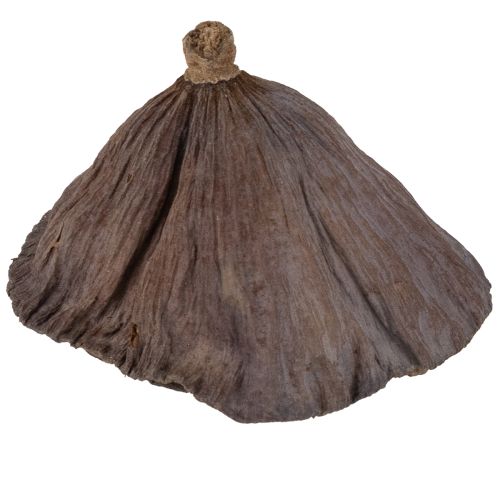 Prodotto Bulbo di loto piccolo 100 pz. naturale