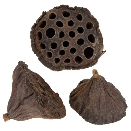 Floristik24 Pistone di loto medio 100 pezzi naturale