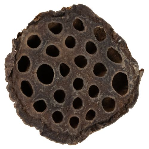 Prodotto Pistone di loto medio 100 pezzi naturale