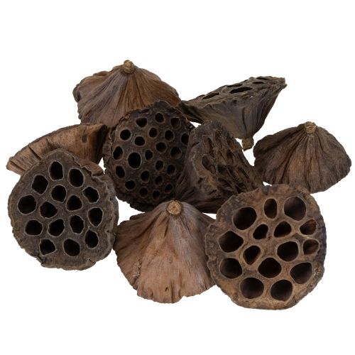 Prodotto Pistone di loto medio 100 pezzi naturale