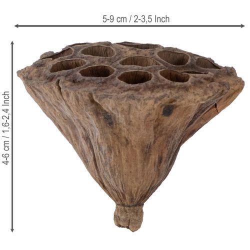 Prodotto Pistone di loto medio 100 pezzi naturale