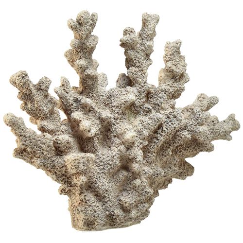 Floristik24 Decorazione corallo dettagliata in poliresina in grigio - 26 cm - eleganza marittima per la tua casa