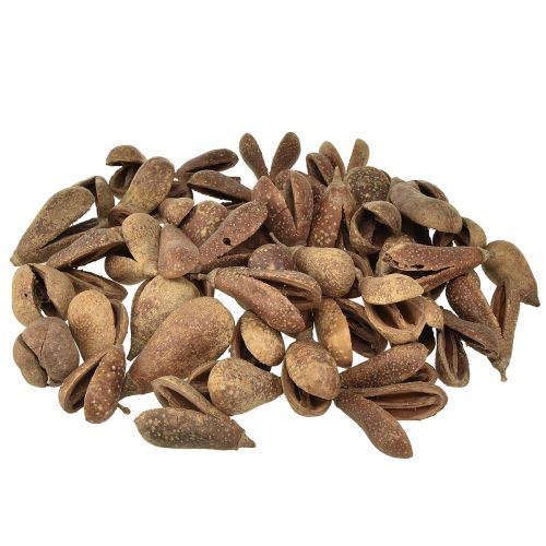 Floristik24 Mike Fruit Materiali Naturali Bagon Fruit Naturale 8cm 50 pz
