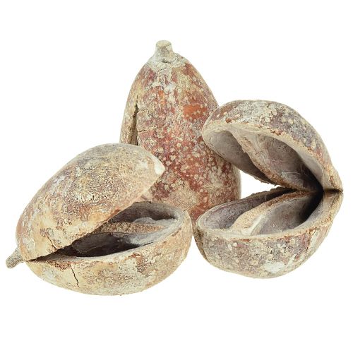 Floristik24 Mike Frutta esotica essiccata bianca lavata 4-6 cm 50 pz