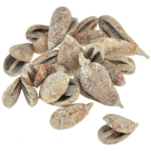 Prodotto Mike Frutta esotica essiccata bianca lavata 4-6 cm 50 pz