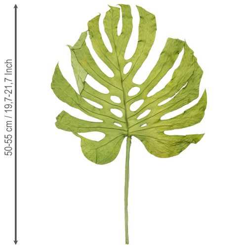 Prodotto Foglie di monstera essiccate decorazione finestra foglia H50cm 5 pezzi