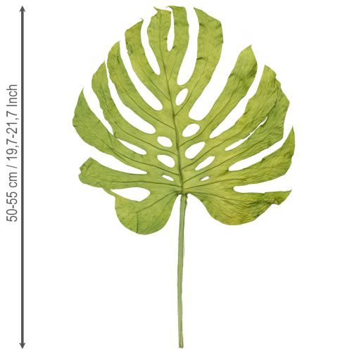 Prodotto Foglie di monstera essiccate decorazione finestra foglia H50cm 5 pz
