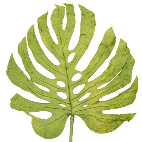 Foglie di monstera essiccate decorazione finestra foglia H50cm 5 pezzi