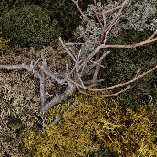 Prodotto Quadro con muschio, muschio e rametti veri e conservati, naturale, 60×40 cm