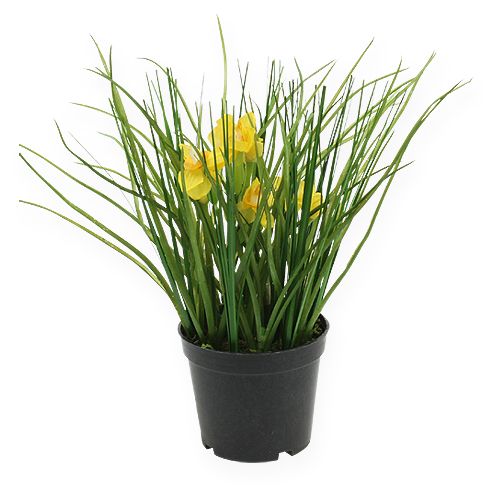 Floristik24 Campane pasquali con erba in vaso 25 cm