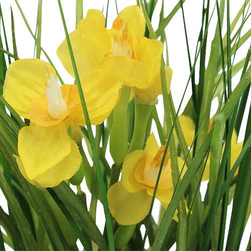 Floristik24 Campane pasquali con erba in vaso 25 cm