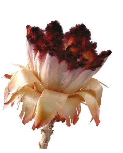 Floristik24 Nerifolia Germoglio 250 pz