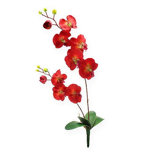 Floristik24 Decoro orchidea rossa 68cm