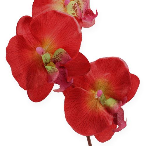Prodotto Decoro orchidea rossa 68cm