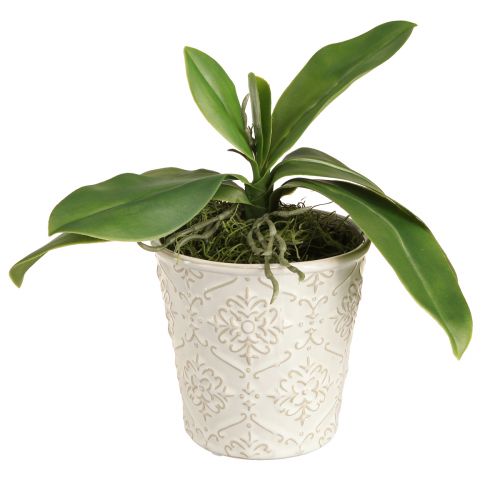 Floristik24 Foglie di orchidea con radici aeree artificiali 34x8x18cm