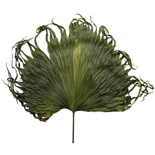 Decorazione di foglie secche di palma Saribus verde 45cm 5 pezzi