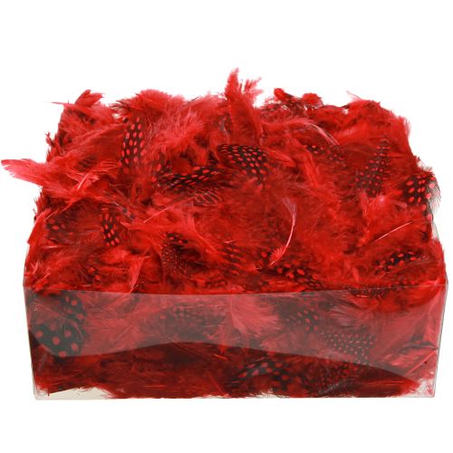 Prodotto Piume di faraona Faraona 30g rosso