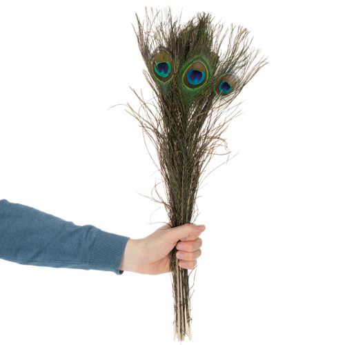 Prodotto Piume di pavone, vere piume di uccello per lavori artigianali e decorativi, 55 cm, 10 pezzi