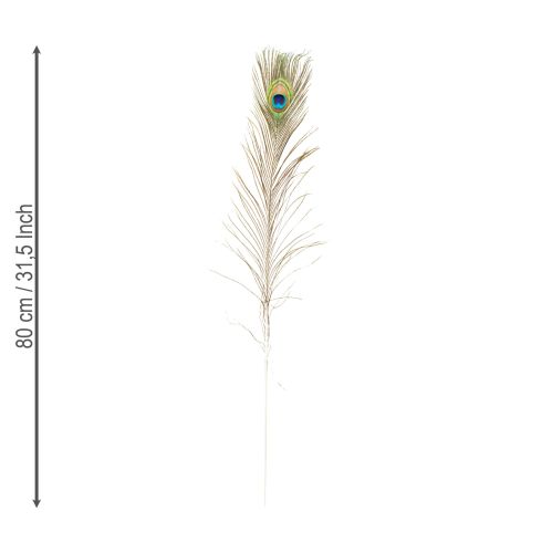 Prodotto Decorazione di piume di pavone, vere piume di uccello lunghe 75-85 cm, 8 pezzi