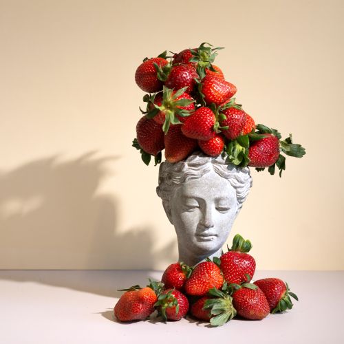 Testa di pianta busto grigio-blu Ø8cm H15cm