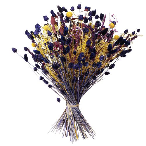 Prodotto Erba secca viola Phalaris Erba lucente 50-55 cm 100 g