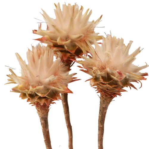 Floristik24 Leucospermum Plumosum Fiori d&#39;Argento Chiari 25 pz